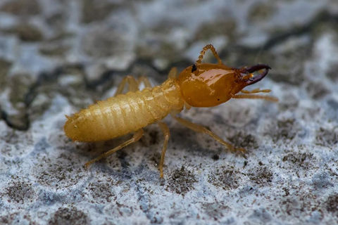 Knowledge of Pest control: Termite Damage