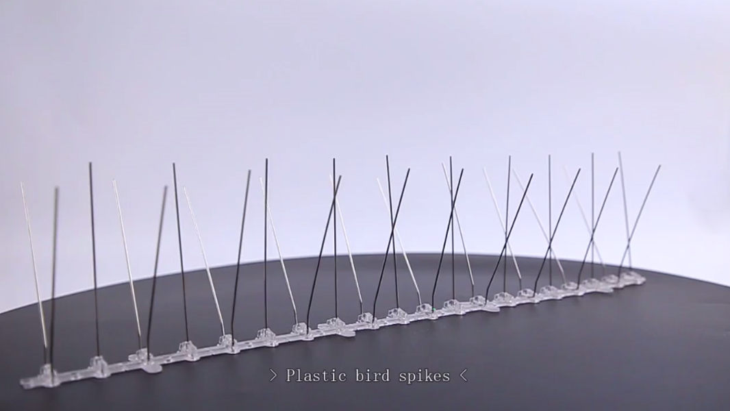 Haierc Pest Control: Bird Spikes